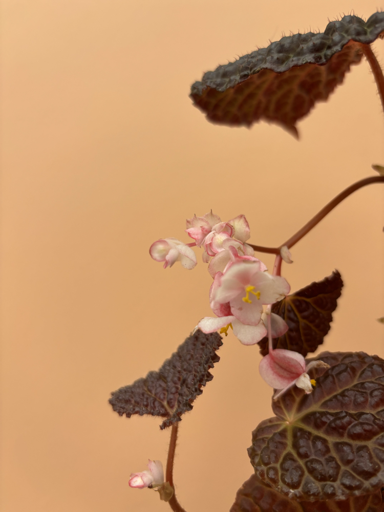 Begonia baik x dracopelta