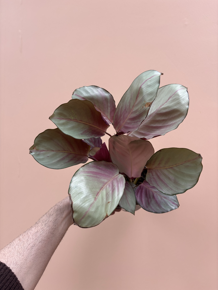 Calathea 'Silver Plate'