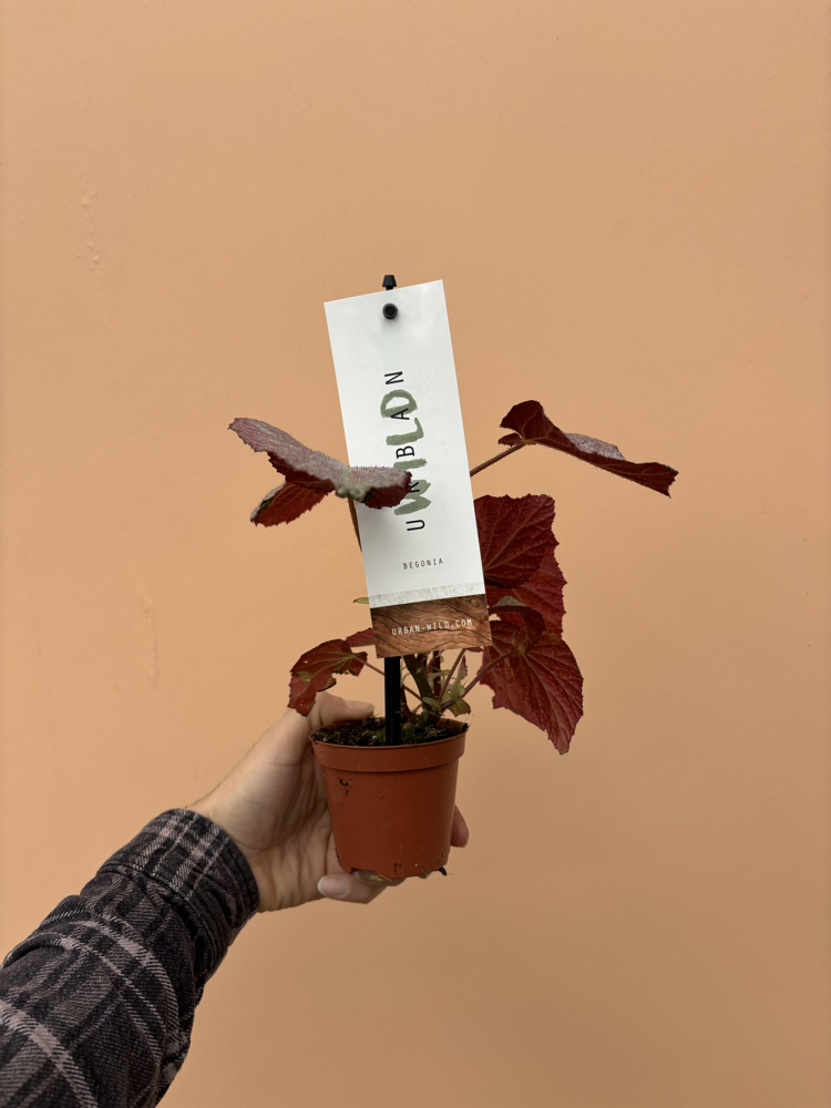 Begonia Two Face