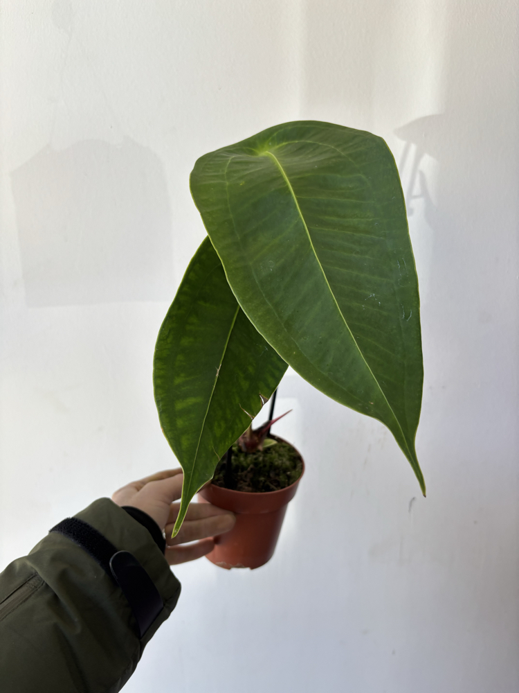 Anthurium Peltigerum