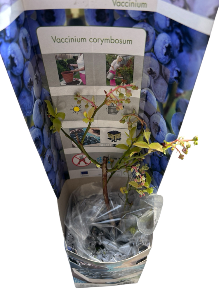 Vaccinium corymbosum - Yaban Mersini