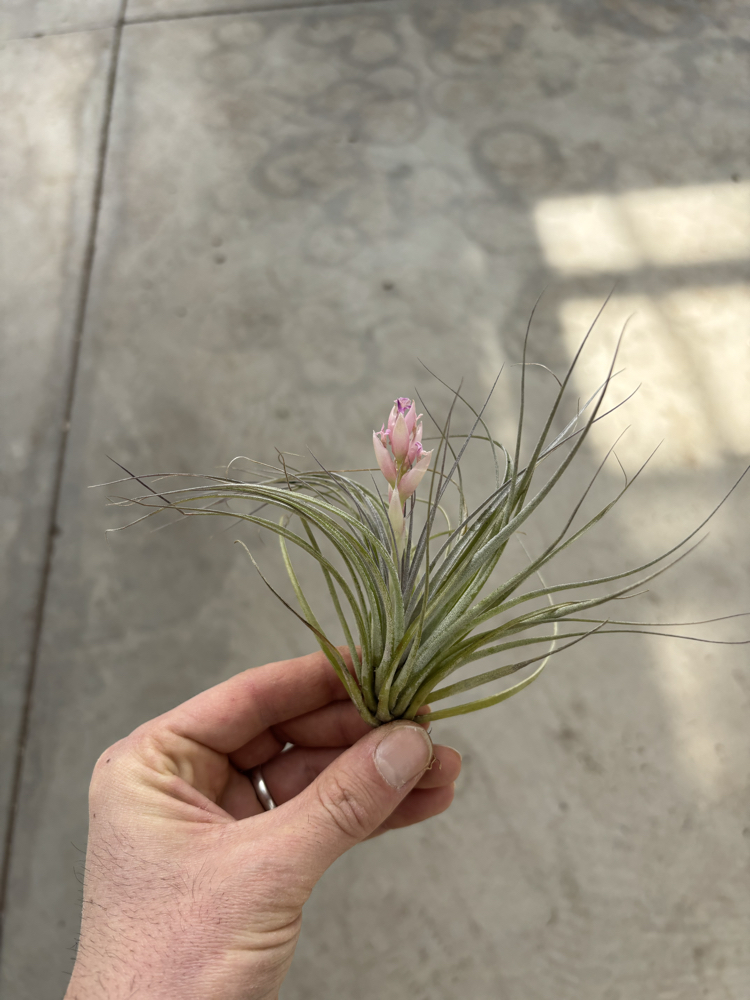 Tillandsia houston cotton candy