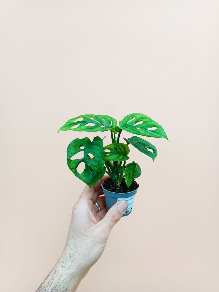 Mini Monstera Adansonii 