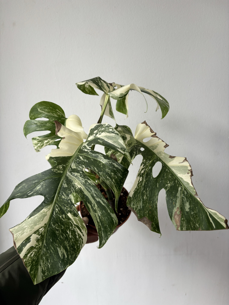 Monstera Deliciosa Albo Variegata 