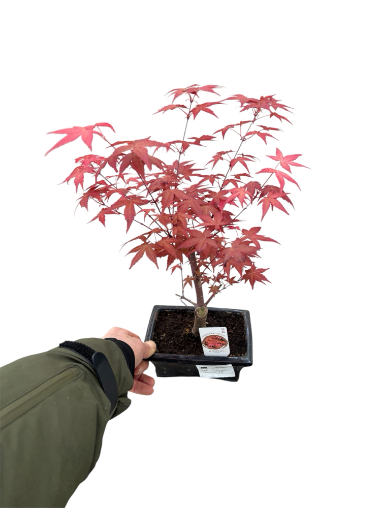 Acer Palmatum Atropurpureum