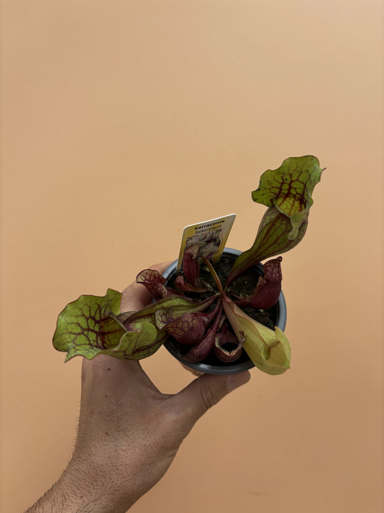  Sarracenia Purpurea Venosa