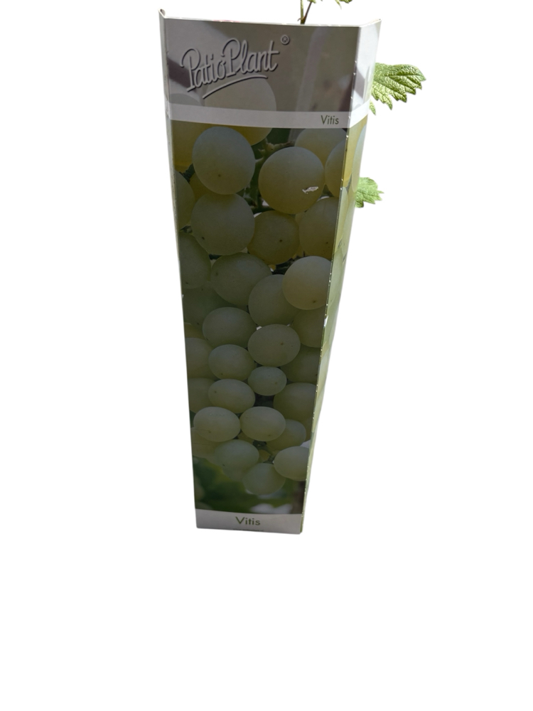 Vitis - Beyaz üzüm fidanı 
