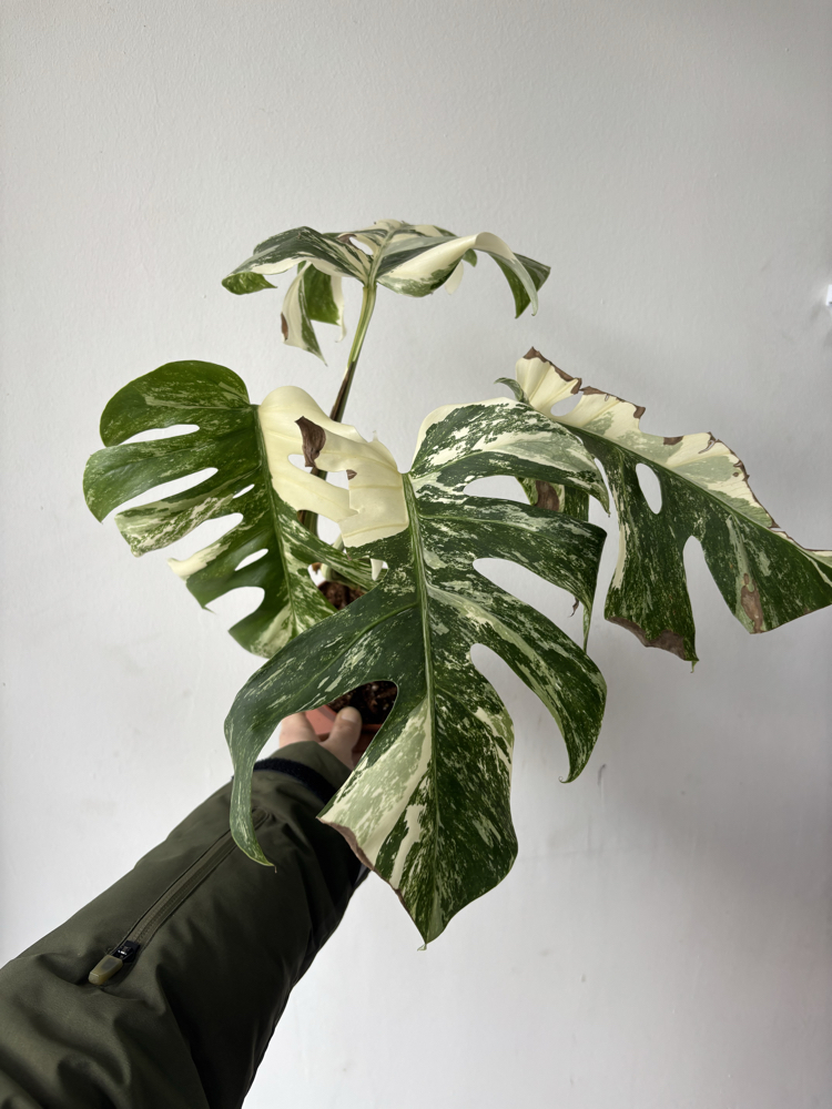 Monstera Deliciosa Albo Variegata 