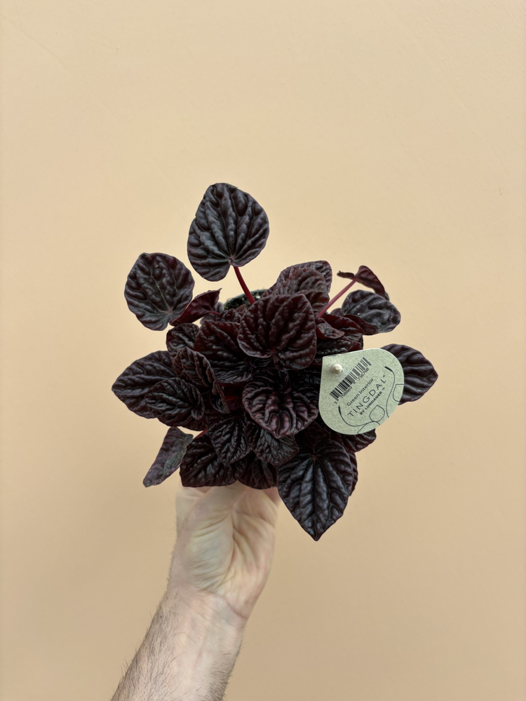 Peperomia Red Luna