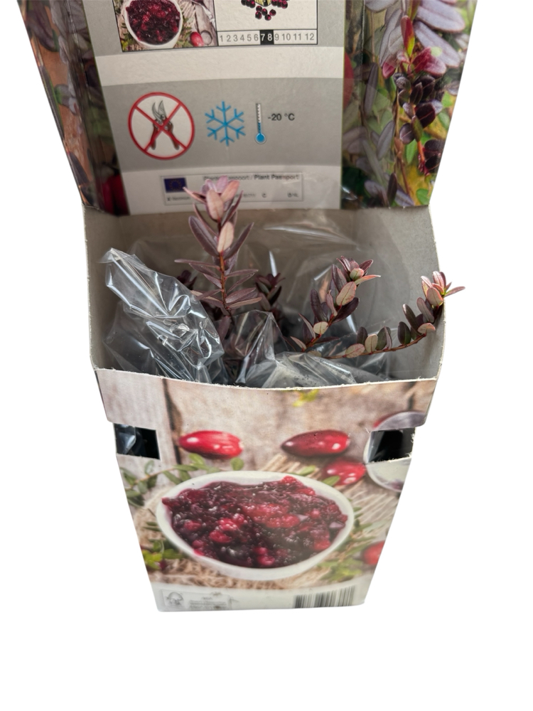 Vaccinium Macrocarpon ‘Cranberry’ Turna yemişi Fidesi