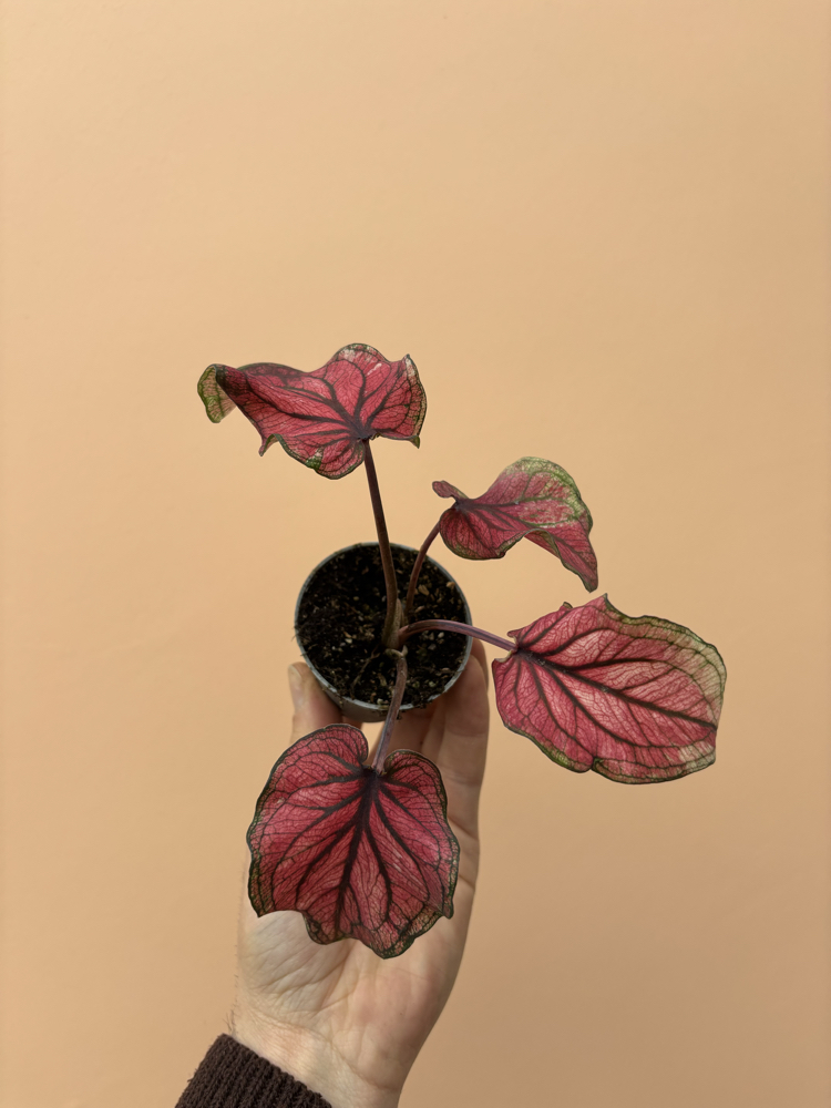 Mini Caladium