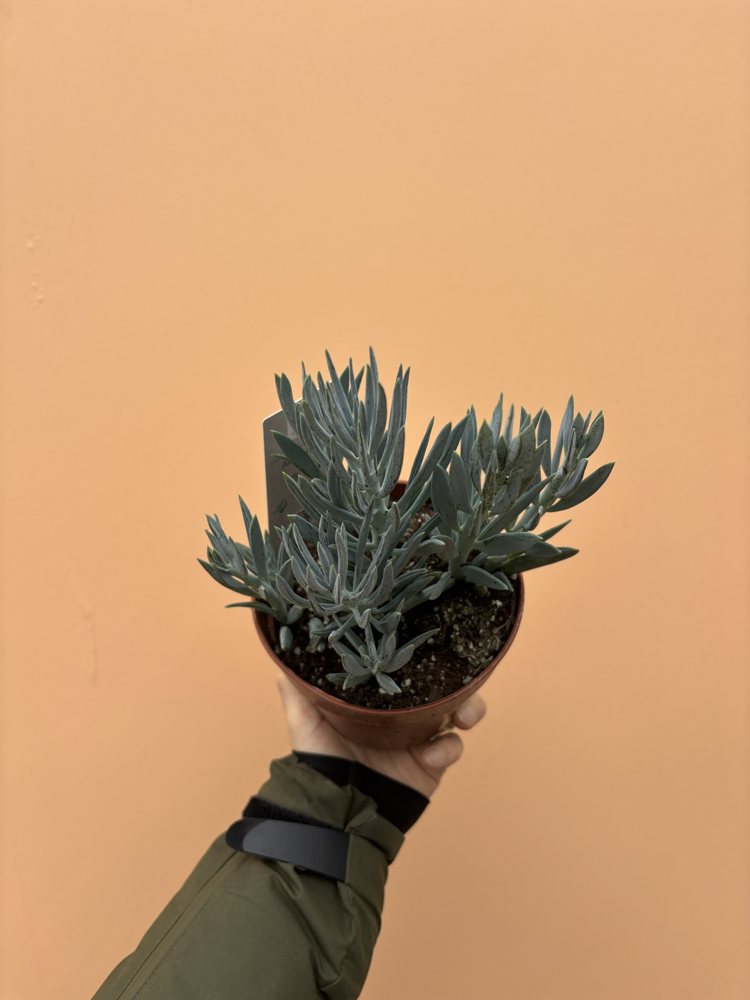 Curio ficoides 'Mount Everest'