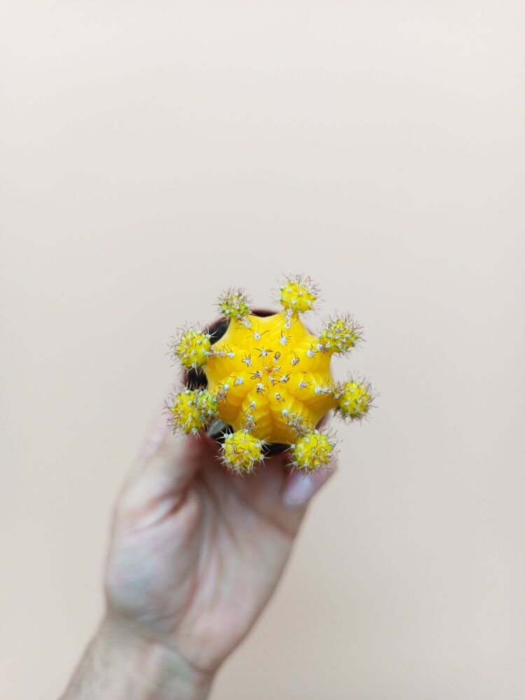 Gymnocalycium mihanovichii Aşılı Kaktüsler Sarı