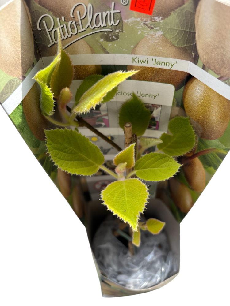 Kiwi Actinidia ‘Jenny’ - Kivi Meyvesi Fidanı 