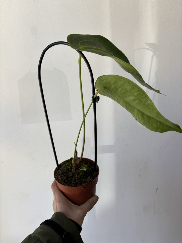 Anthurium Peltigerum