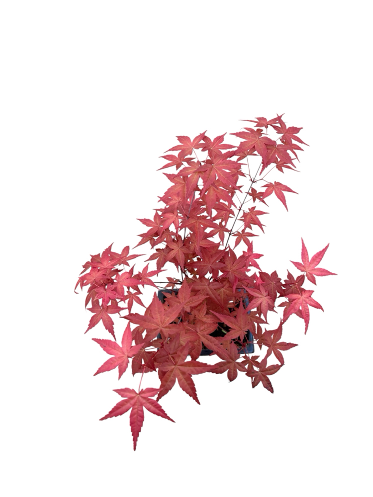 Acer Palmatum Atropurpureum