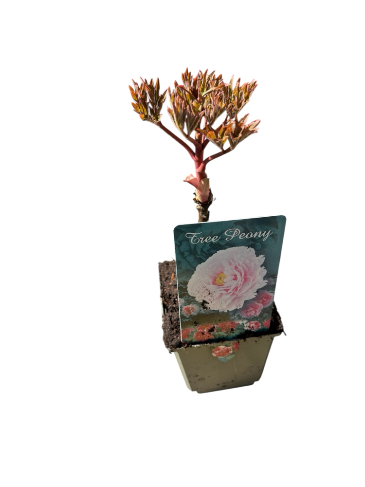 Paeonia suffruticosa - Şakayık Fidanı