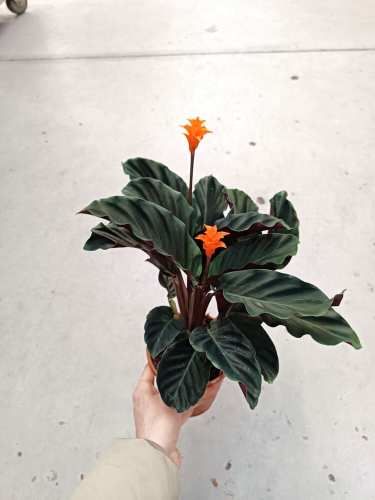 Calathea Crocata