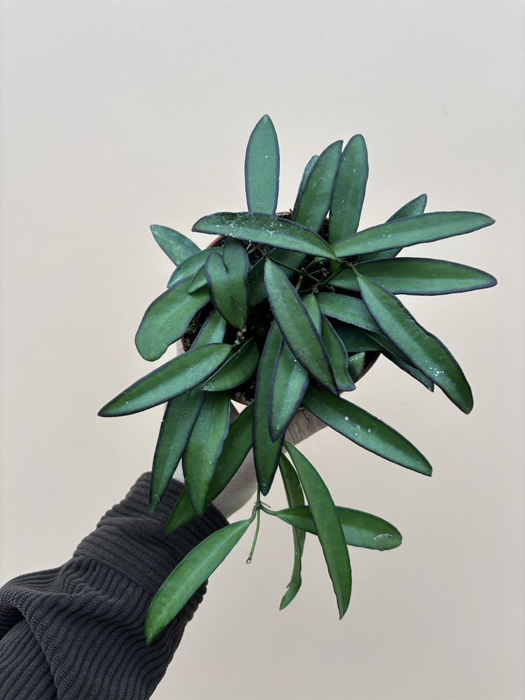 Hoya Wayetti