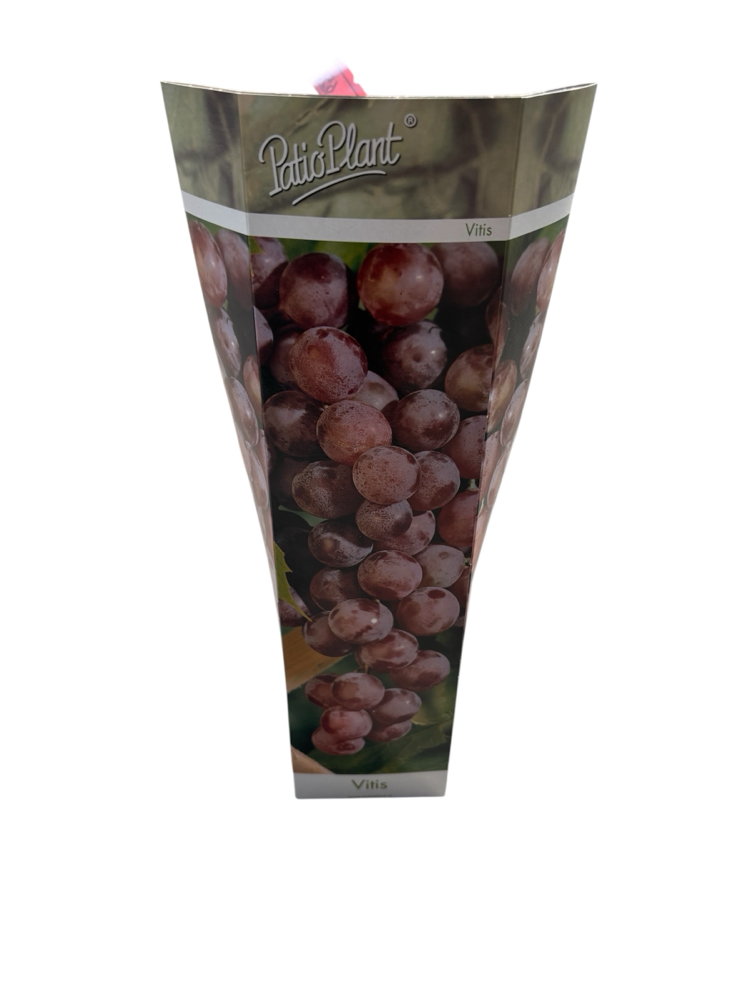 Vitis - Kırmızı üzüm fidanı