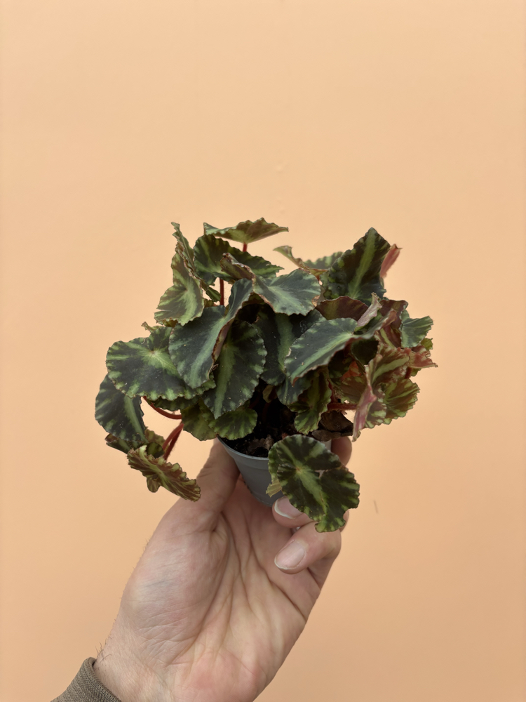 Begonia Cleopatra