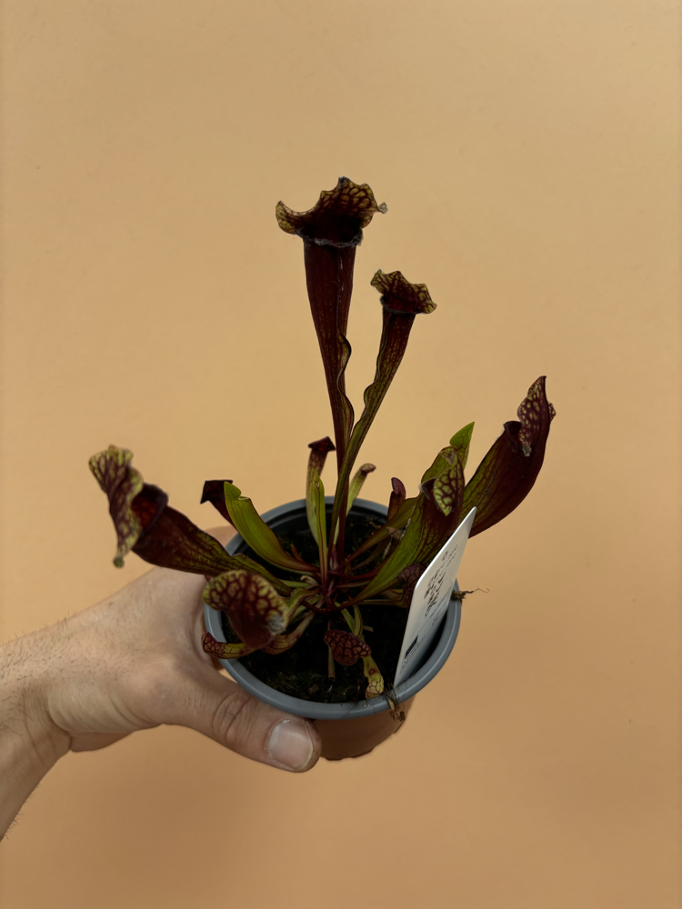 Sarracenia x mitchelliana