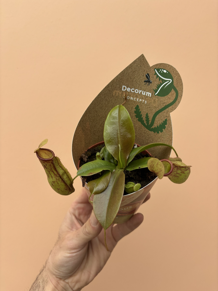 Nepenthes Hookeriana 