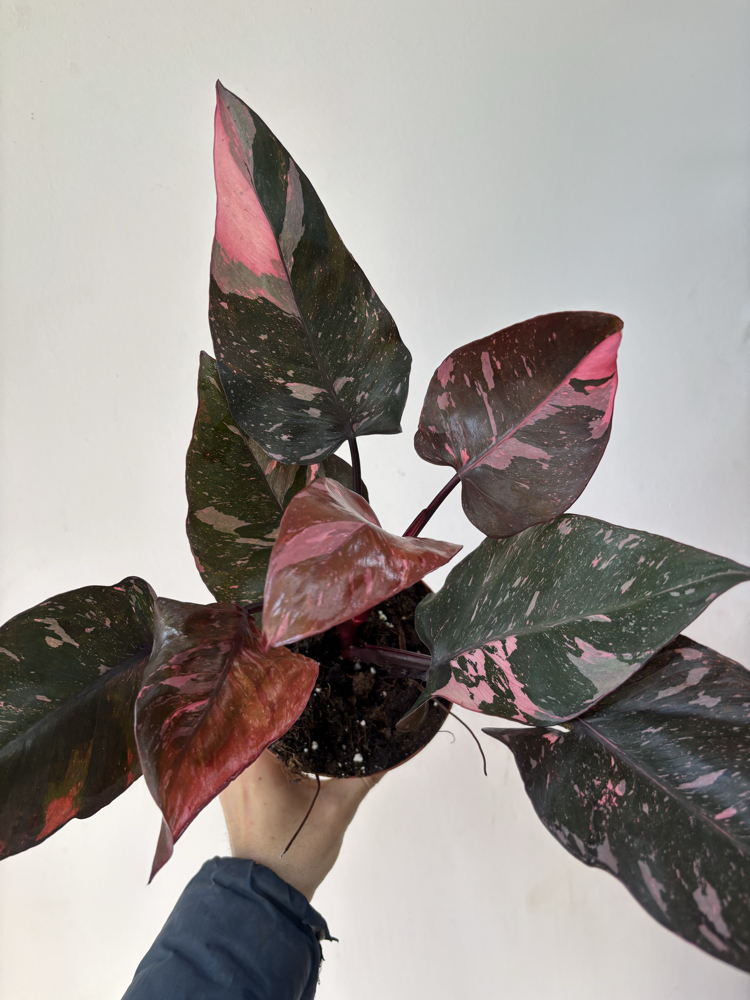 Philodendron Pink Prenses Marble