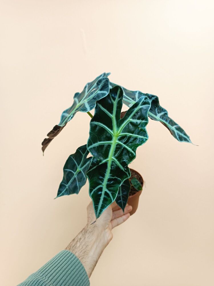 Alocasia Polly 