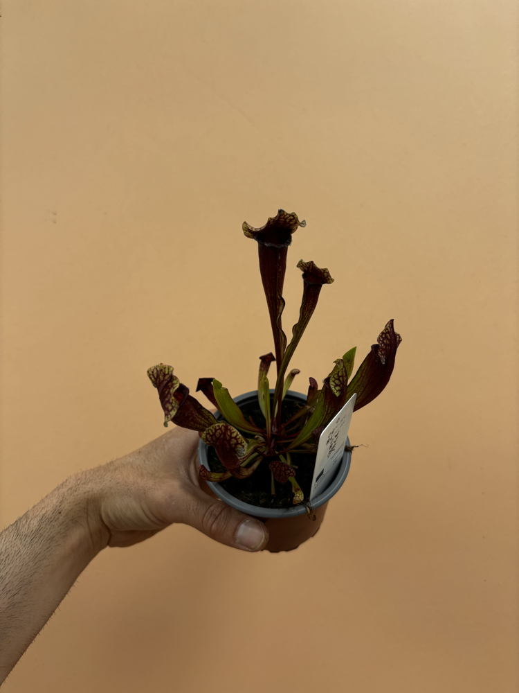 Sarracenia x mitchelliana