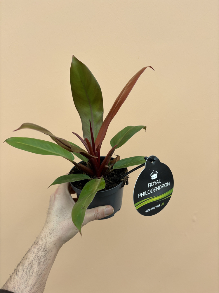Philodendron Cherry Red 