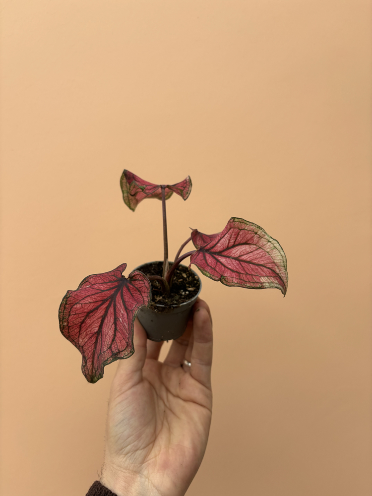 Mini Caladium