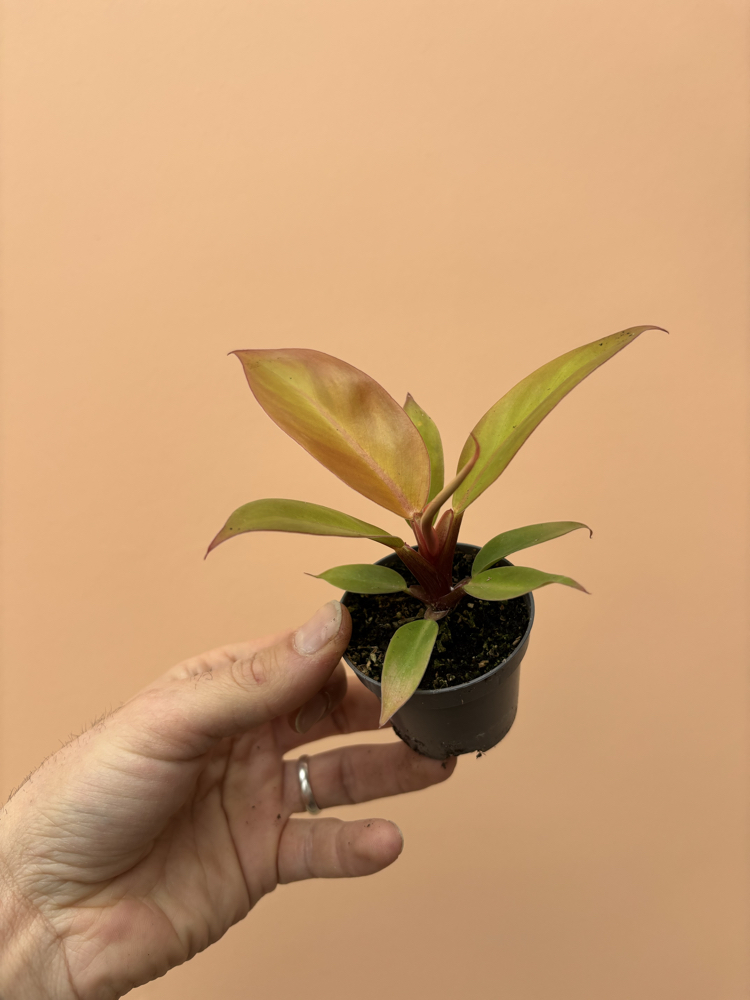 Mini Philodendron Prince of Orange 