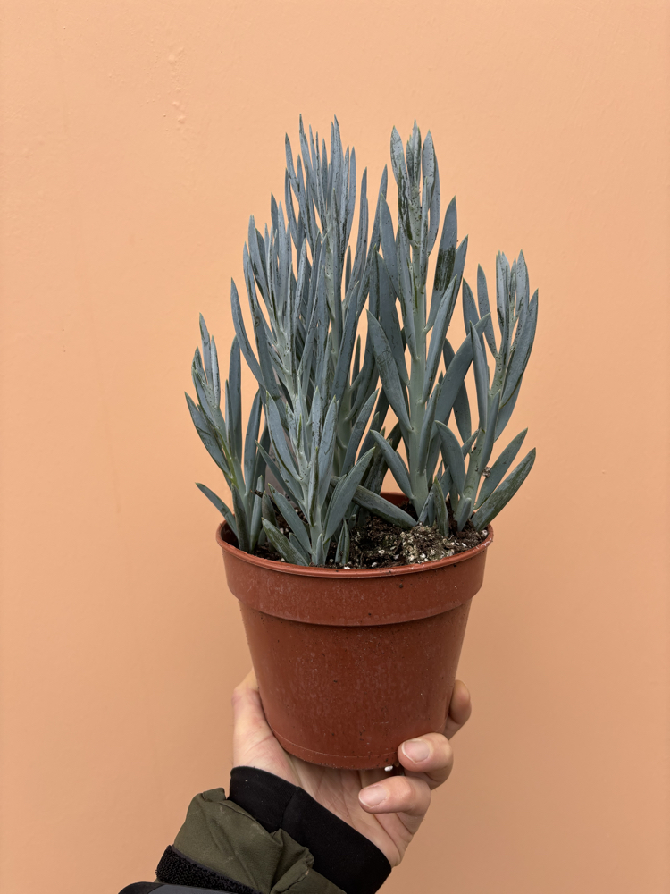 Curio ficoides 'Mount Everest'