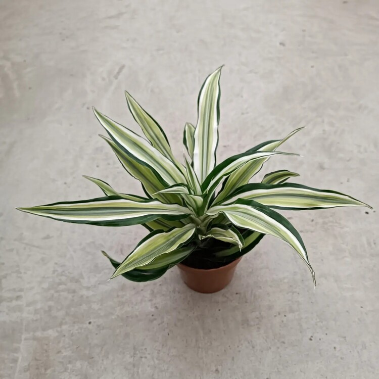 Dracaena Fragrans Yellow Coast