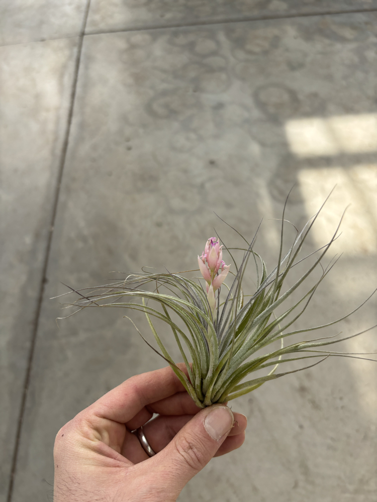 Tillandsia houston cotton candy