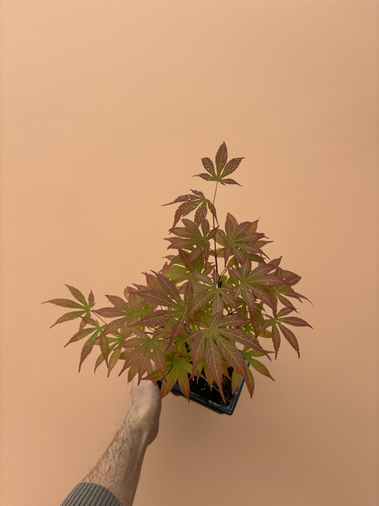 Acer Bonsai Deshojo