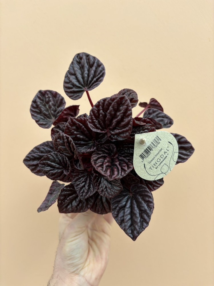 Peperomia Red Luna