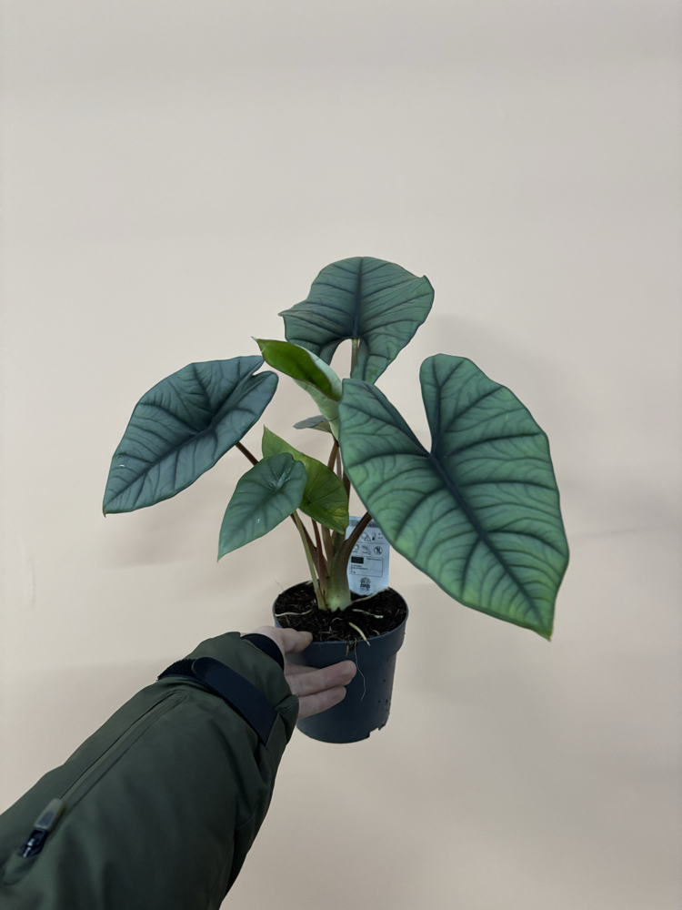 Alocasia Platinium