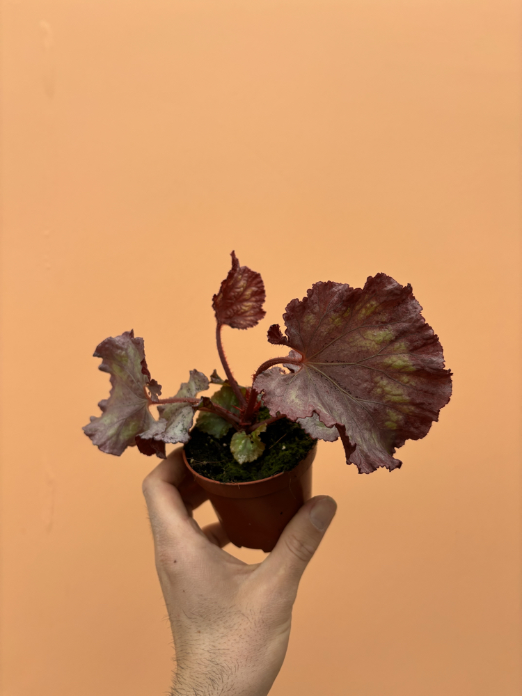 Begonia Pink Panther