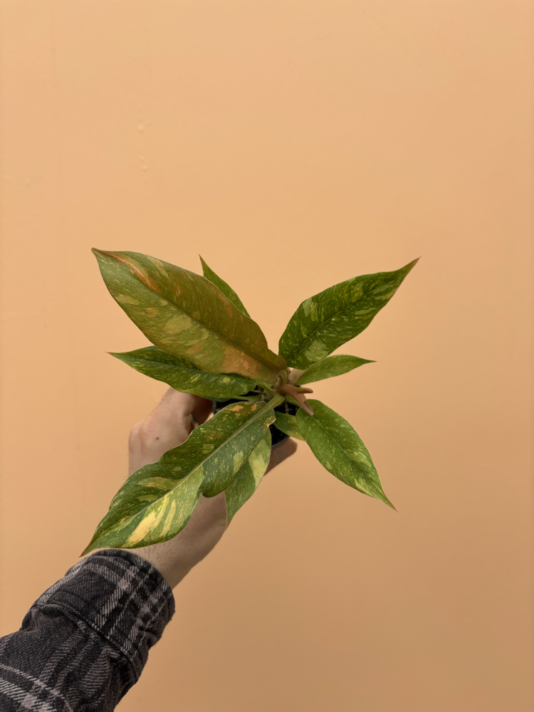 Philodendron Ring of fire variegata 