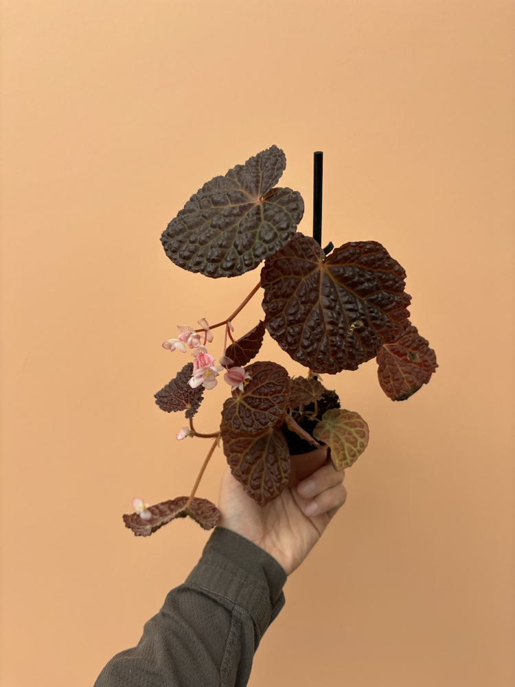 Begonia baik x dracopelta