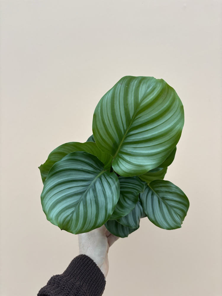 Calathea Orbifolia