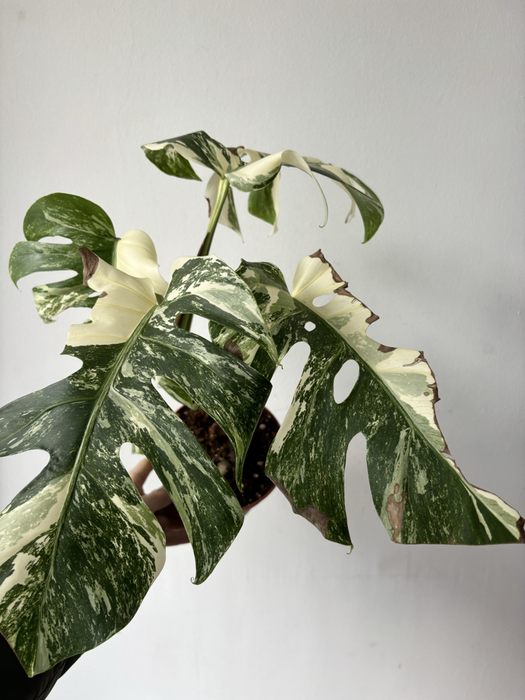 Monstera Deliciosa Albo Variegata 