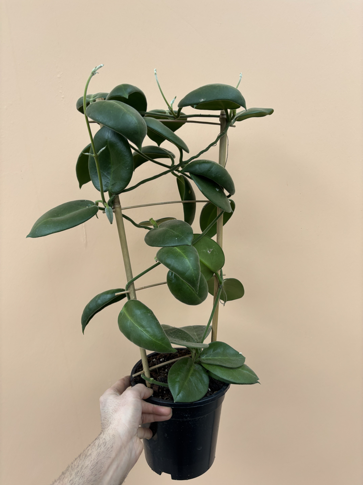 Hoya calycina 'Stargazer' 