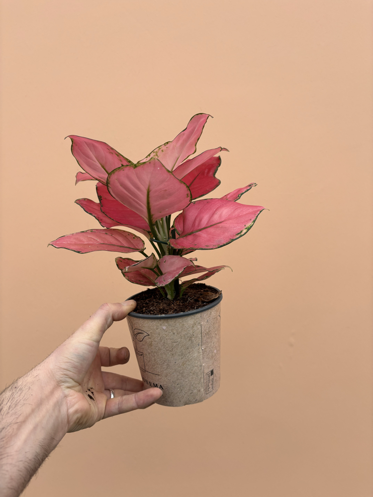 Aglaonema Pink Star 