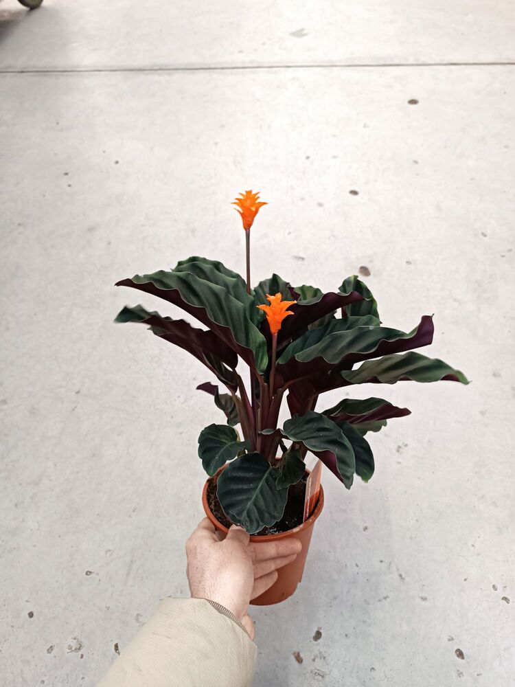 Calathea Crocata