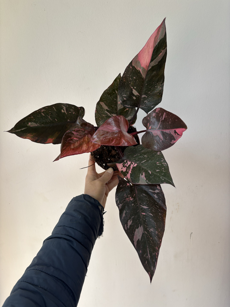 Philodendron Pink Prenses Marble