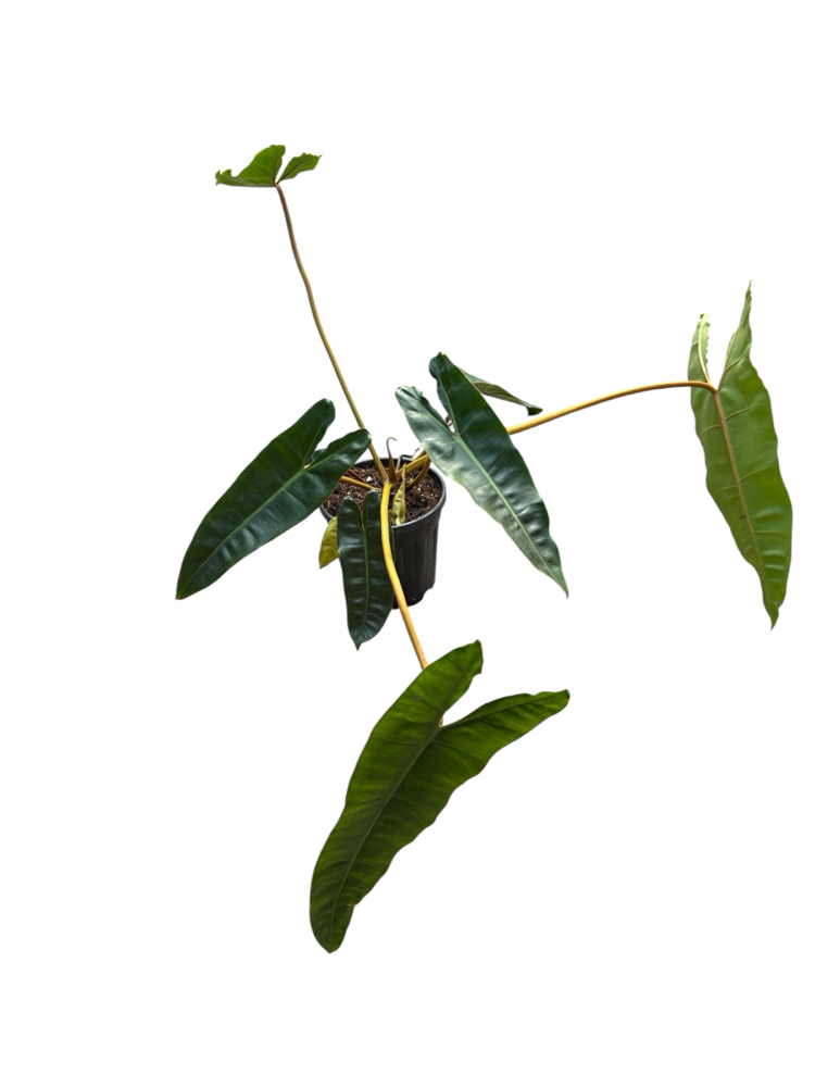 Büyük Philodendron Billiaite 