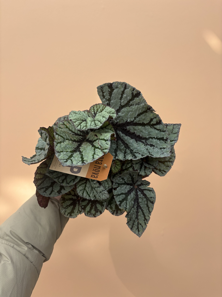 Begonia Fedor